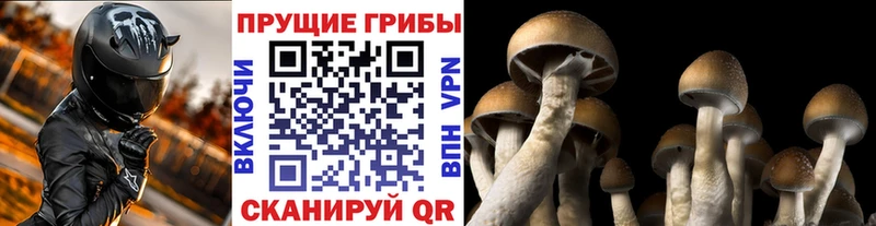 как найти наркотики  Белозерск  Галлюциногенные грибы прущие грибы 